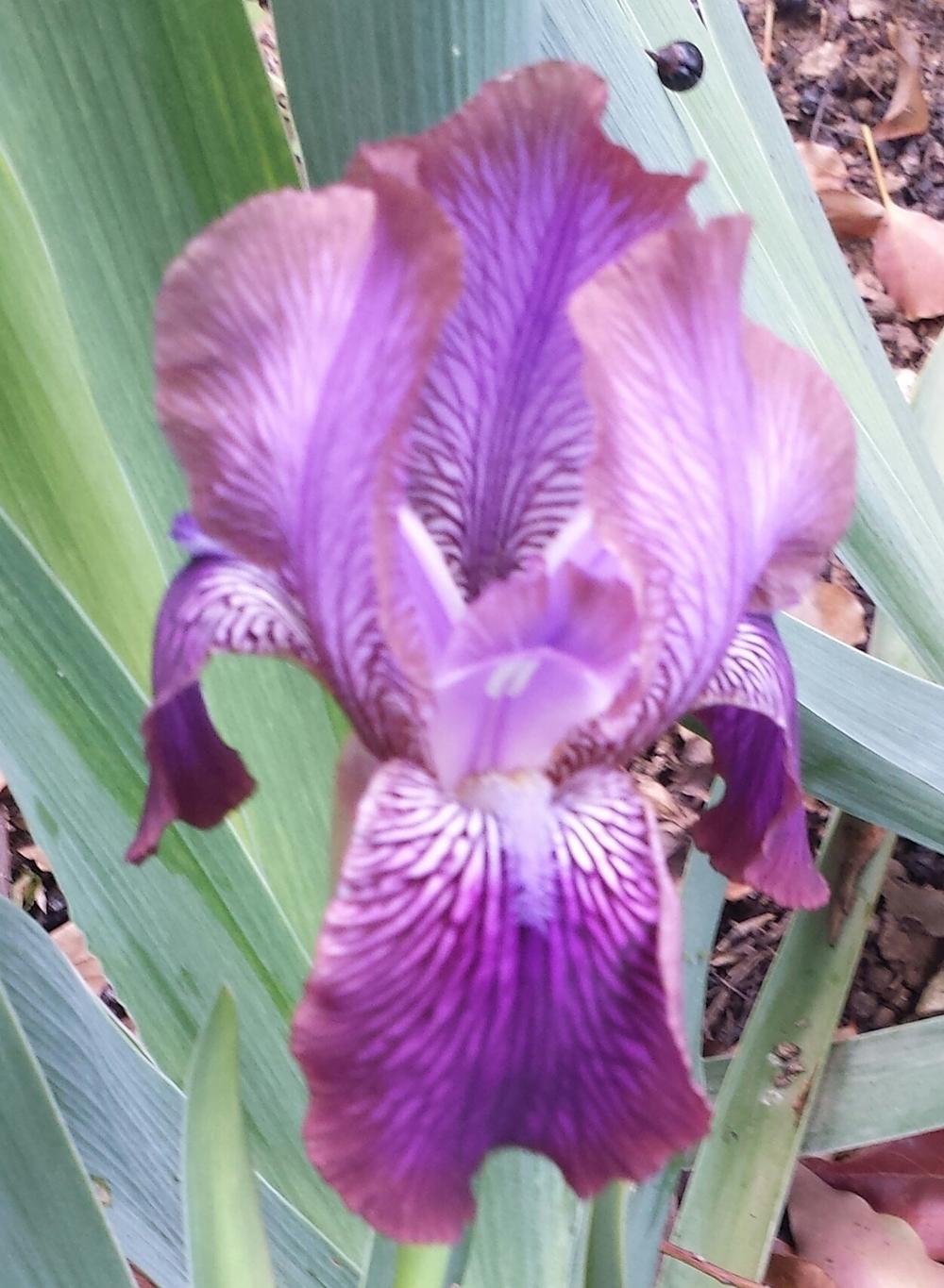 Photo of Arilbred Iris (Iris 'Afrosiab') uploaded by mesospunky