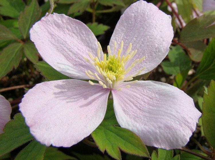 Photo of Clematis (Clematis montana 'Pink Perfection') uploaded by Calif_Sue