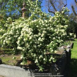 Location: Historic Rose Garden, Historic City Cemetery, Sacramento CA.
Date: 2016-03-29
The tag read as follows; Hybrid Banksiae "Vina Banksia" Found Ros