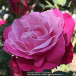 Location: Historic Rose Garden, Historic City Cemetery, Sacramento CA.
Date: 2016-03-29
Zone 9b.
