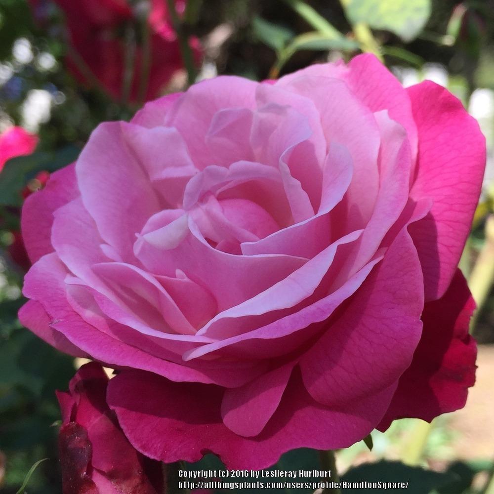 Photo of Rose (Rosa 'Archduke Charles') uploaded by HamiltonSquare