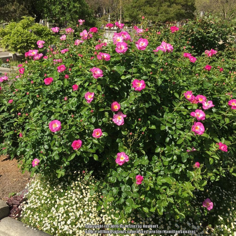 Photo of Rose (Rosa 'Escapade') uploaded by HamiltonSquare
