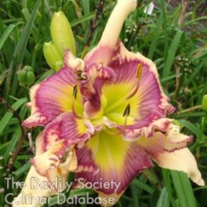Photo by Dan Hansen at Ladybug Daylilies. Used with permission.