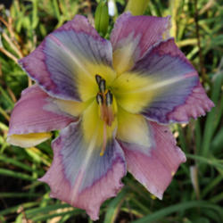 
Date: 2014-10-11
Photo by Dan Hansen at Ladybug Daylilies. Used with permission.