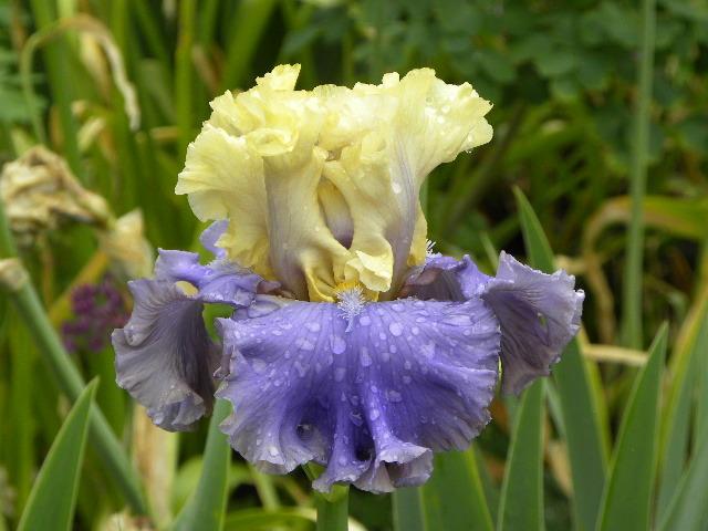 Photo of Tall Bearded Iris (Iris 'Dancing Days') uploaded by SassyCat