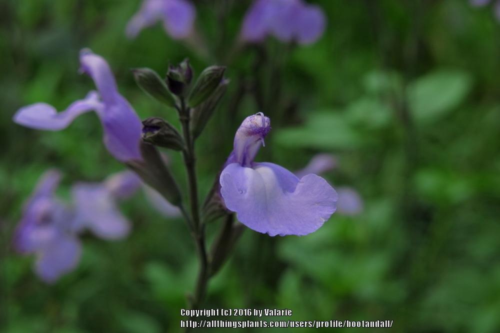 Photo of Salvia (Salvia microphylla 'So Cool Pale Blue') uploaded by bootandall