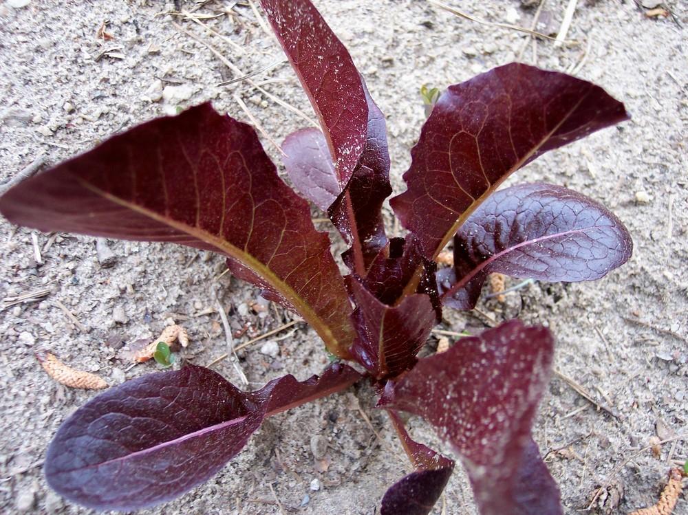 Photo of Lettuce (Lactuca sativa 'Thurinus') uploaded by farmerdill