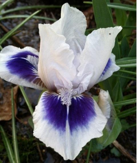 Photo of Standard Dwarf Bearded Iris (Iris 'Shout') uploaded by grannysgarden