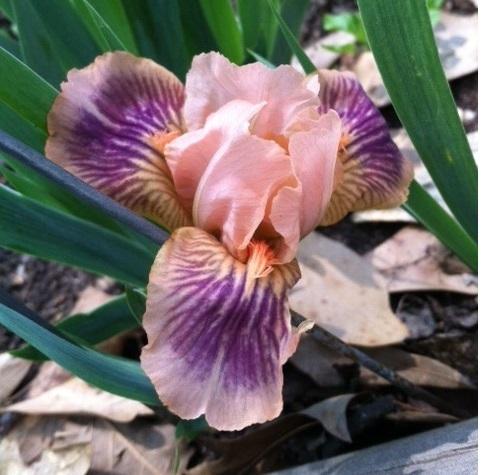 Photo of Standard Dwarf Bearded Iris (Iris 'Absolute Joy') uploaded by grannysgarden