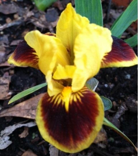 Photo of Standard Dwarf Bearded Iris (Iris 'Fireplace Embers') uploaded by grannysgarden
