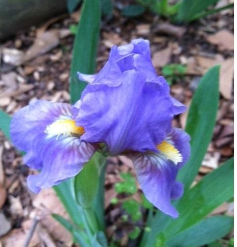 Photo of Standard Dwarf Bearded Iris (Iris 'Blue Parrot') uploaded by grannysgarden