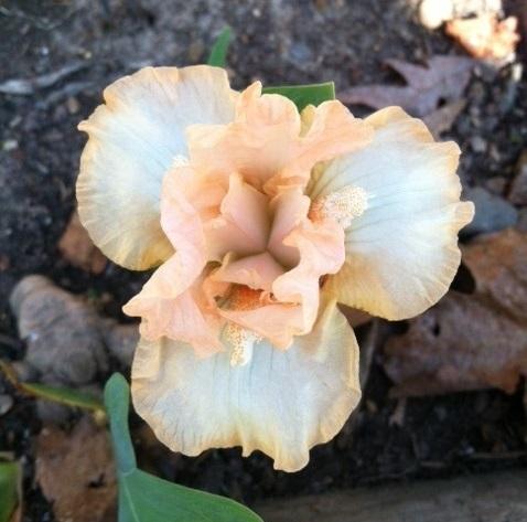 Photo of Standard Dwarf Bearded Iris (Iris 'Naples Syrup') uploaded by grannysgarden