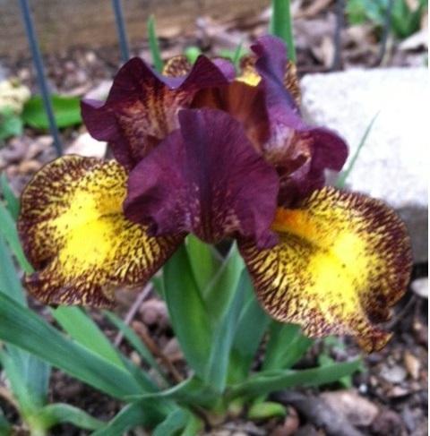 Photo of Standard Dwarf Bearded Iris (Iris 'Attendant') uploaded by grannysgarden
