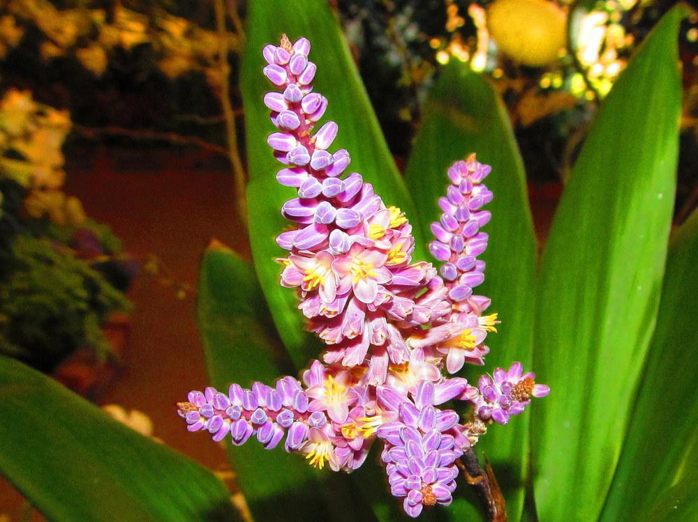 Photo of Ti Plant (Cordyline fruticosa) uploaded by jmorth