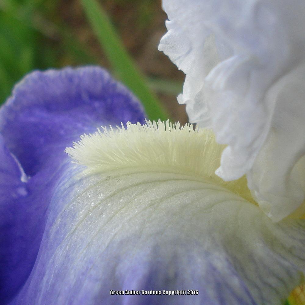 Photo of Tall Bearded Iris (Iris 'Clarence') uploaded by lovemyhouse