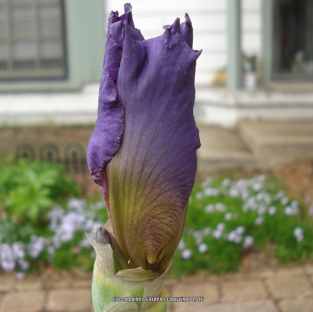 Photo of Tall Bearded Iris (Iris 'Reincarnation') uploaded by lovemyhouse