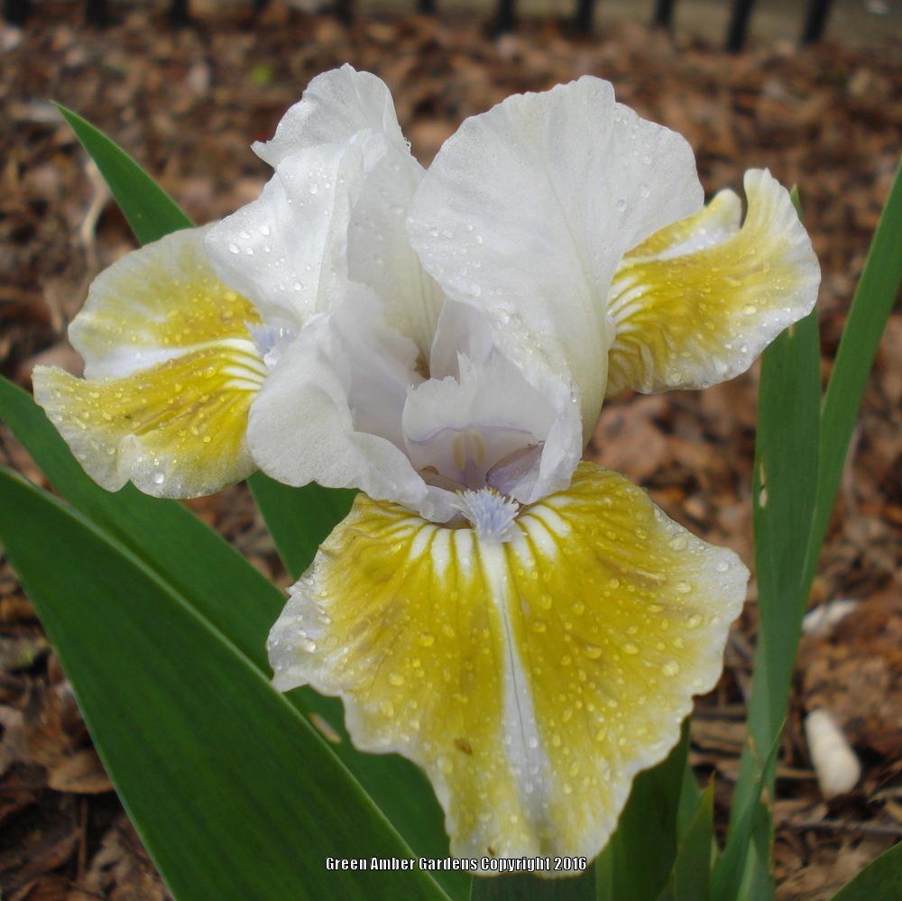 Photo of Miniature Dwarf Bearded Iris (Iris 'Celtic Pixie') uploaded by lovemyhouse