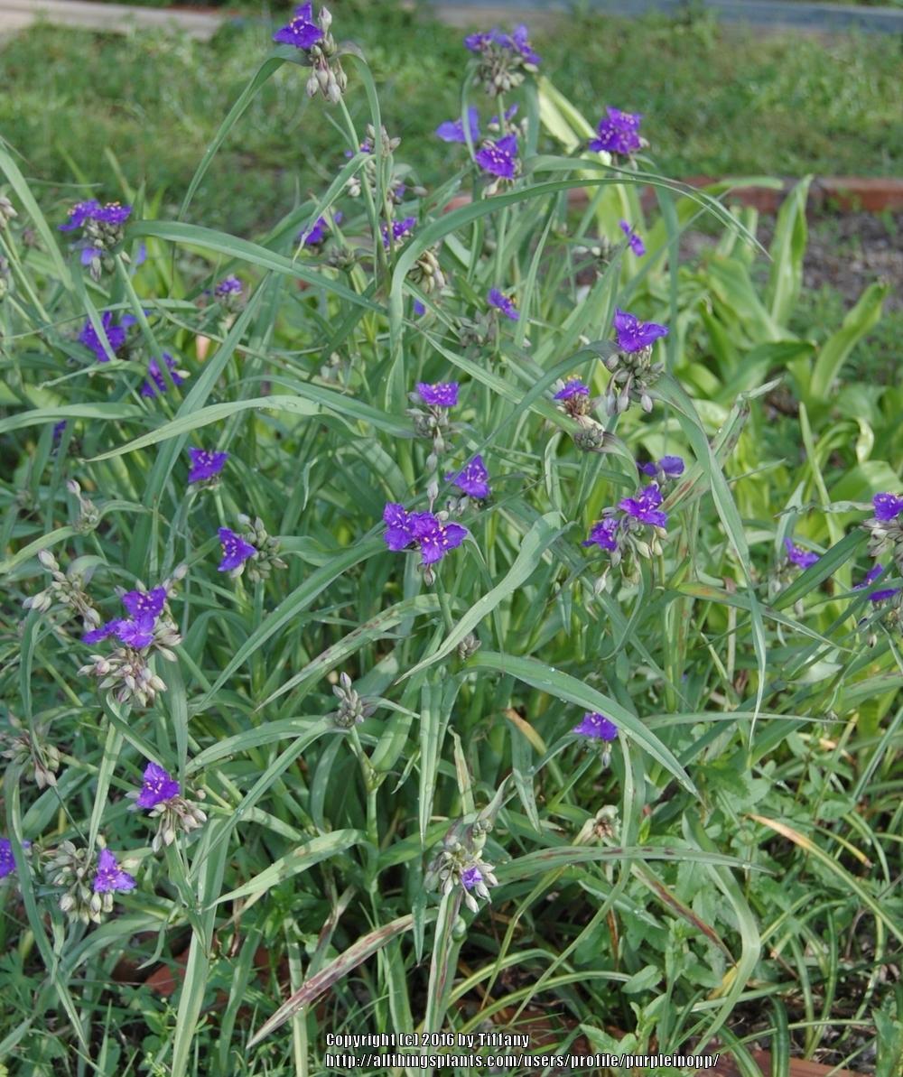 Photo of Spiderwort (Tradescantia ohiensis) uploaded by purpleinopp