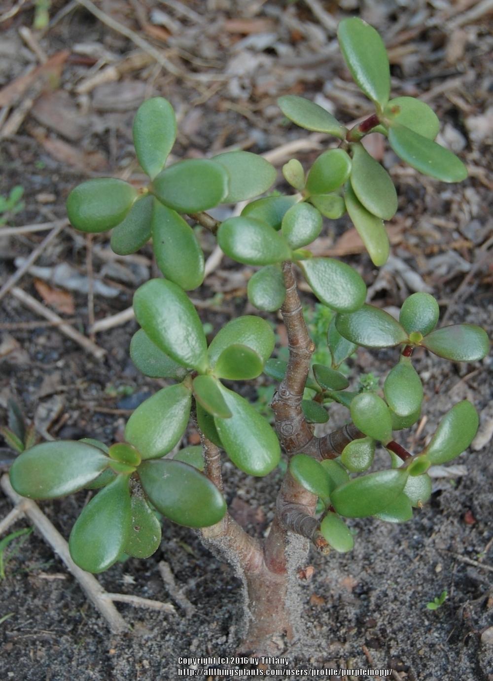 Photo of Jade Plant (Crassula ovata) uploaded by purpleinopp