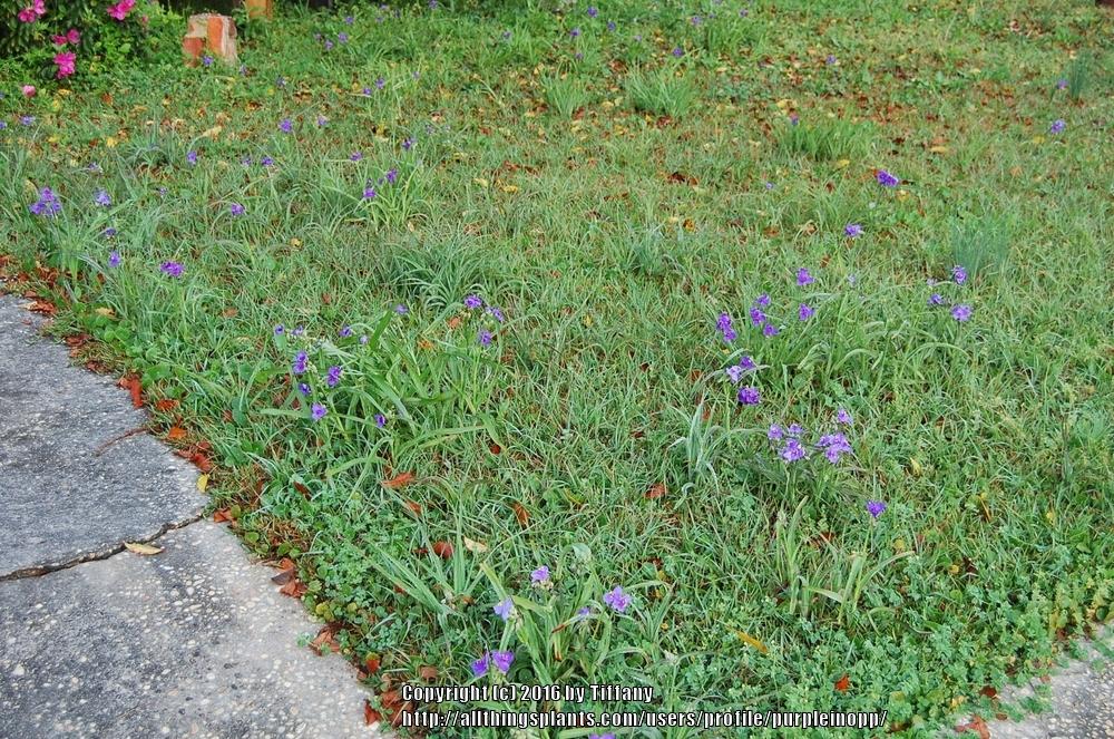 Photo of Spiderwort (Tradescantia ohiensis) uploaded by purpleinopp