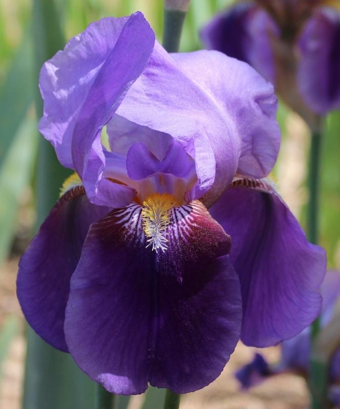 Photo of Tall Bearded Iris (Iris 'William A. Setchell') uploaded by Calif_Sue