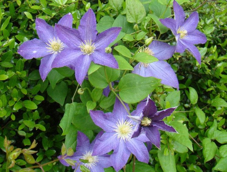 Photo of Clematis Bonanza™ uploaded by Calif_Sue
