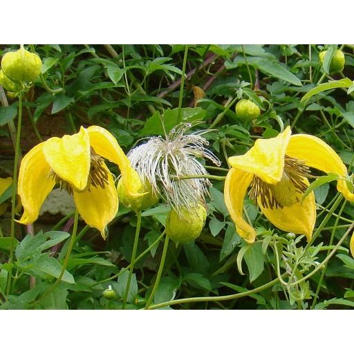 Photo of Clematis (Clematis tangutica 'Bill MacKenzie') uploaded by Calif_Sue