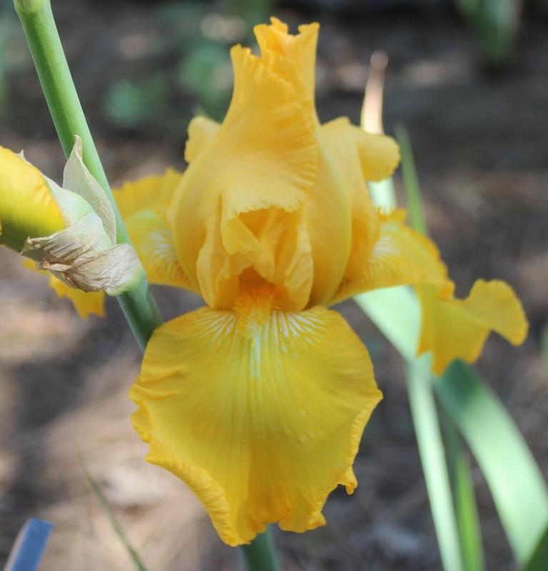Photo of Tall Bearded Iris (Iris 'Well Endowed') uploaded by Calif_Sue