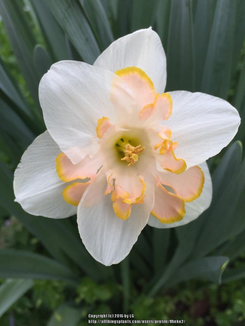 Photo of Split Cupped Collar Daffodil (Narcissus 'Pink Wonder') uploaded by Mieko2