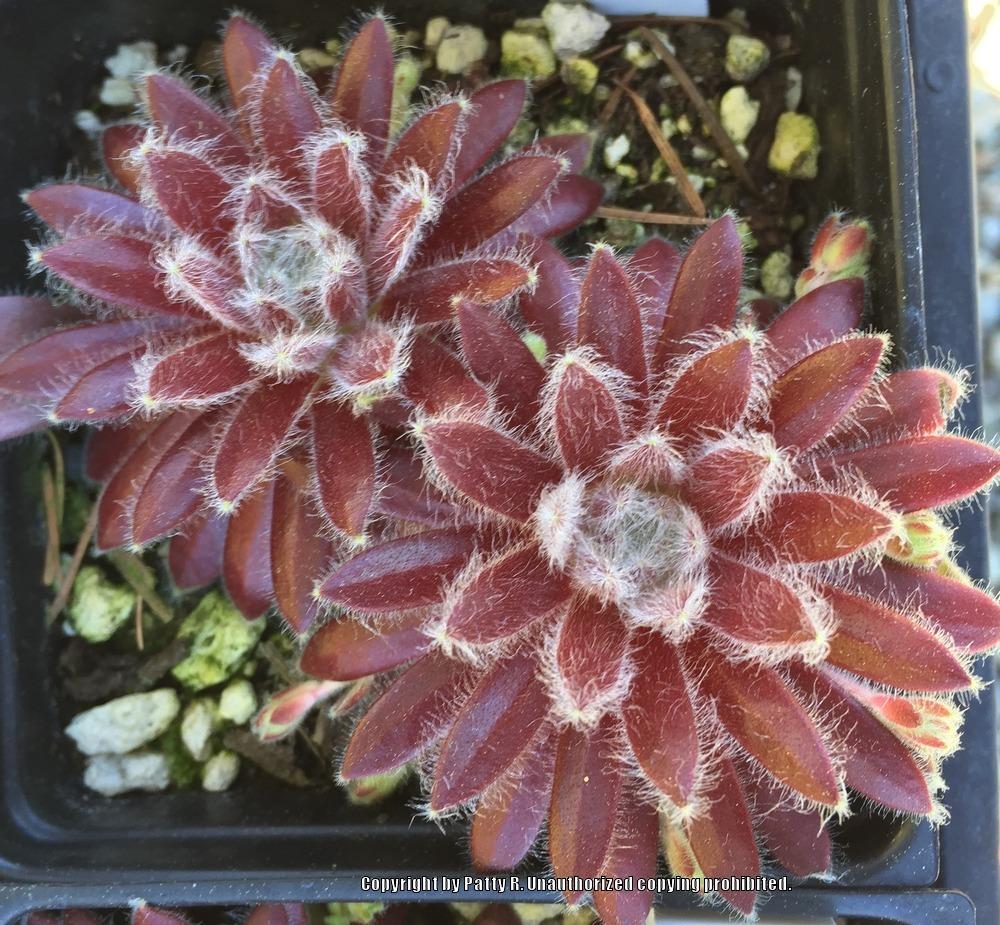 Photo of Hen and Chicks (Sempervivum 'Pacific Hazy Embers') uploaded by Patty