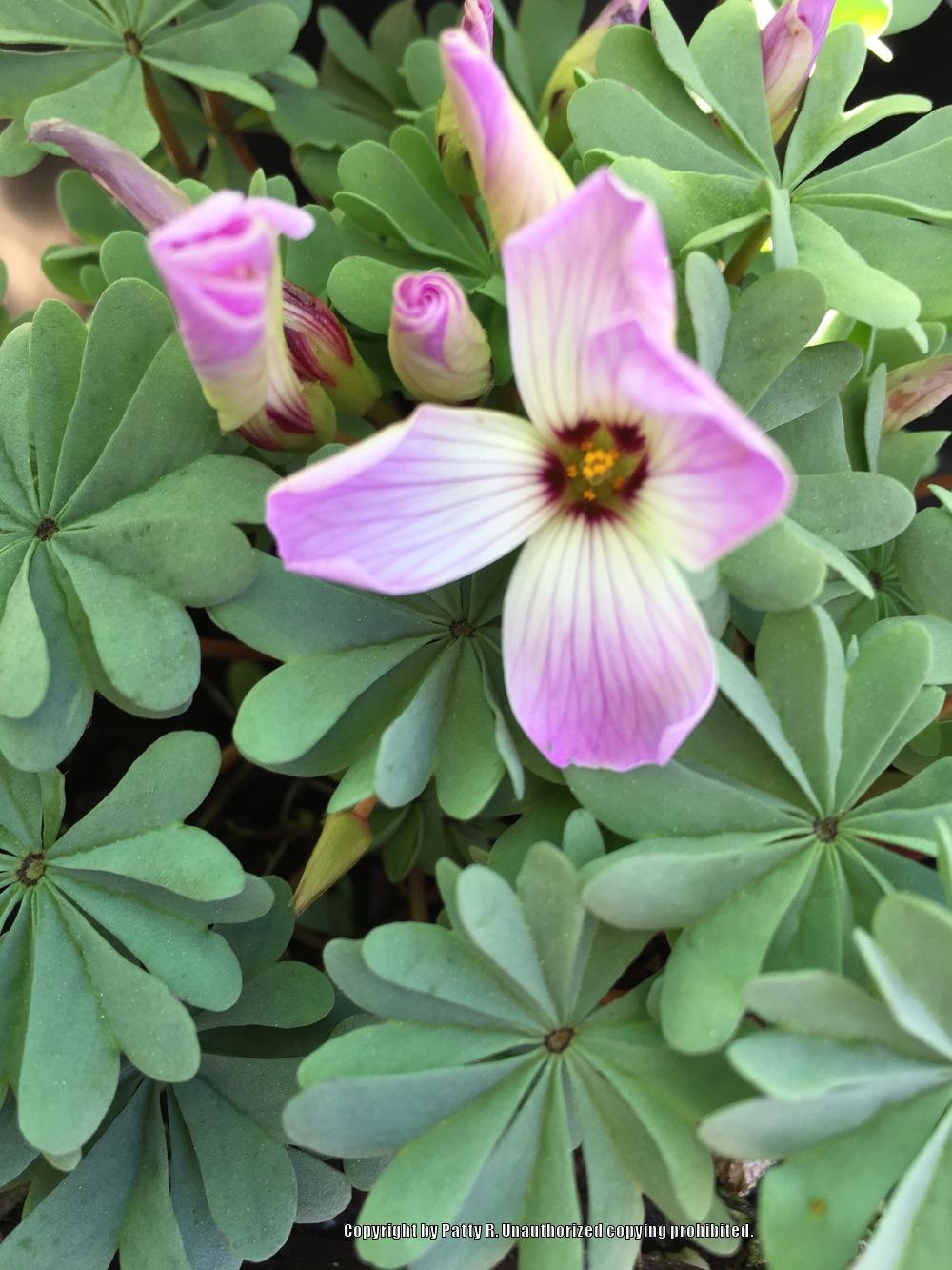 Photo of Pink Carpet Oxalis (Oxalis adenophylla) uploaded by Patty