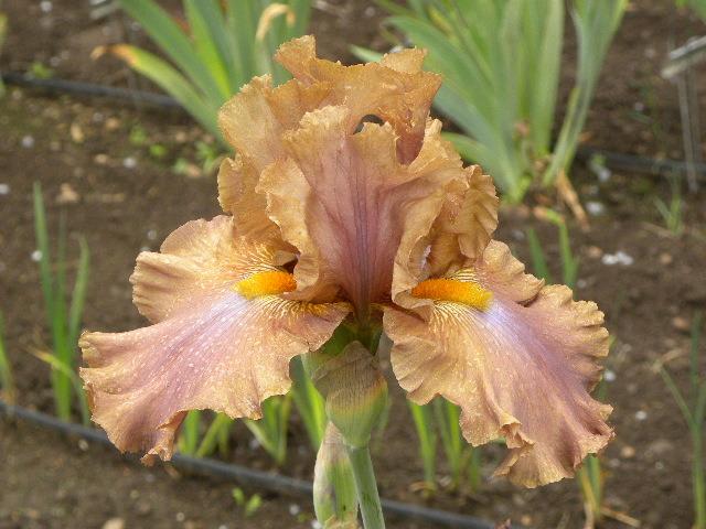 Photo of Tall Bearded Iris (Iris 'Downtown Brown') uploaded by SassyCat