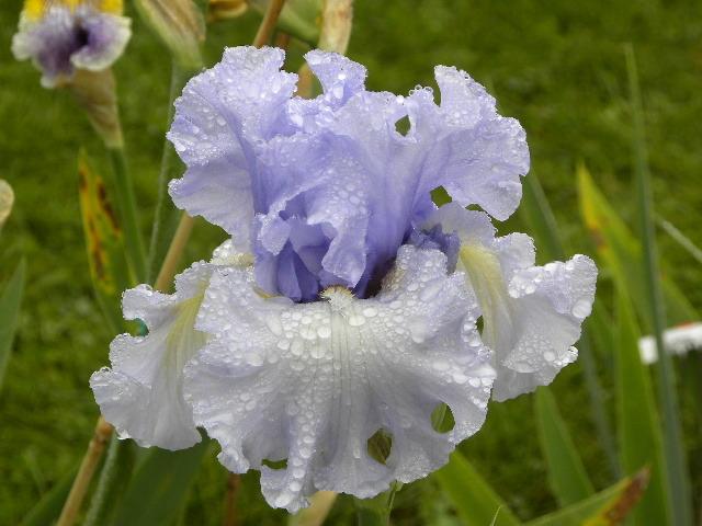 Photo of Tall Bearded Iris (Iris 'Crest of the Wave') uploaded by SassyCat
