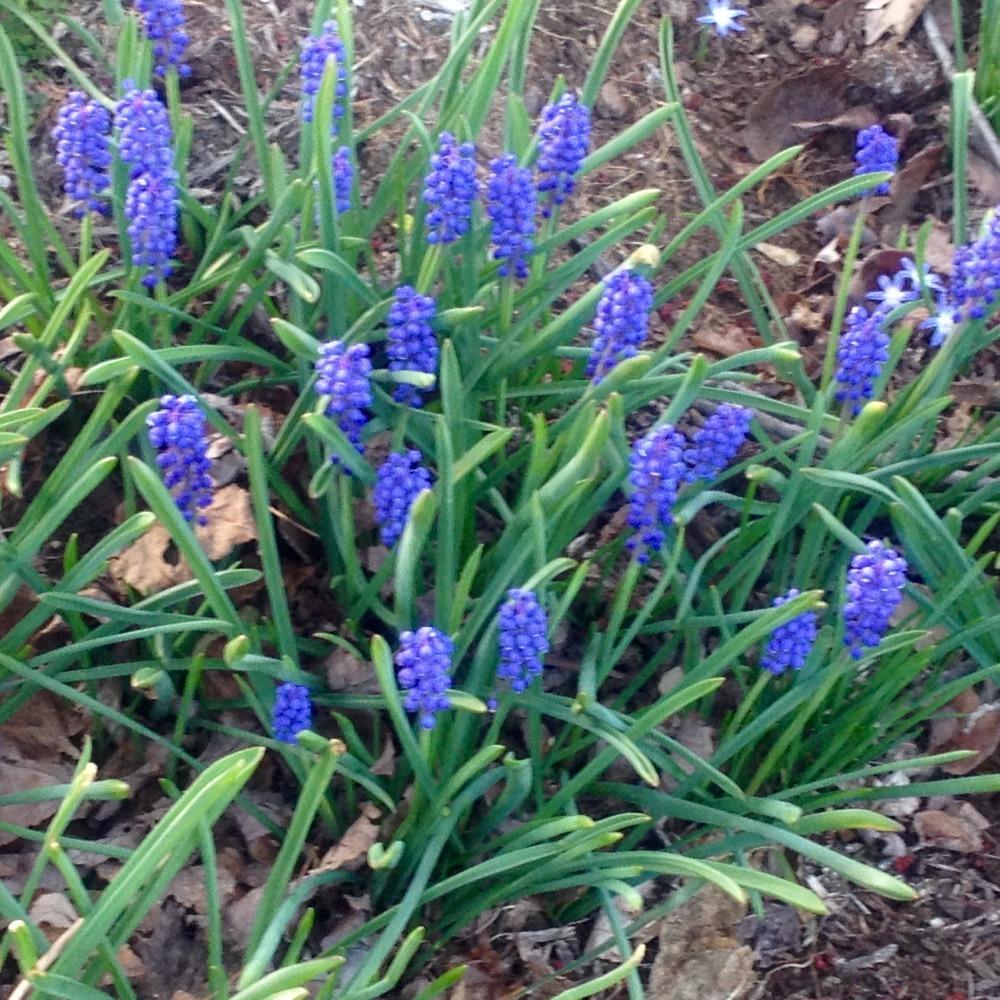 Photo of Grape Hyacinths (Muscari) uploaded by csandt