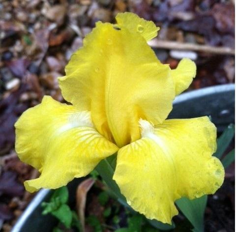 Photo of Standard Dwarf Bearded Iris (Iris 'Sun Doll') uploaded by grannysgarden