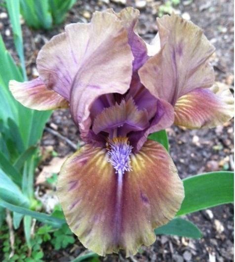 Photo of Standard Dwarf Bearded Iris (Iris 'Wild Horses') uploaded by grannysgarden
