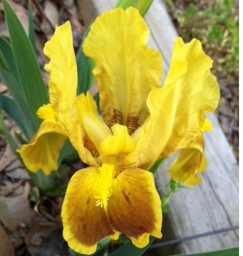 Photo of Standard Dwarf Bearded Iris (Iris 'Flame Spot') uploaded by grannysgarden