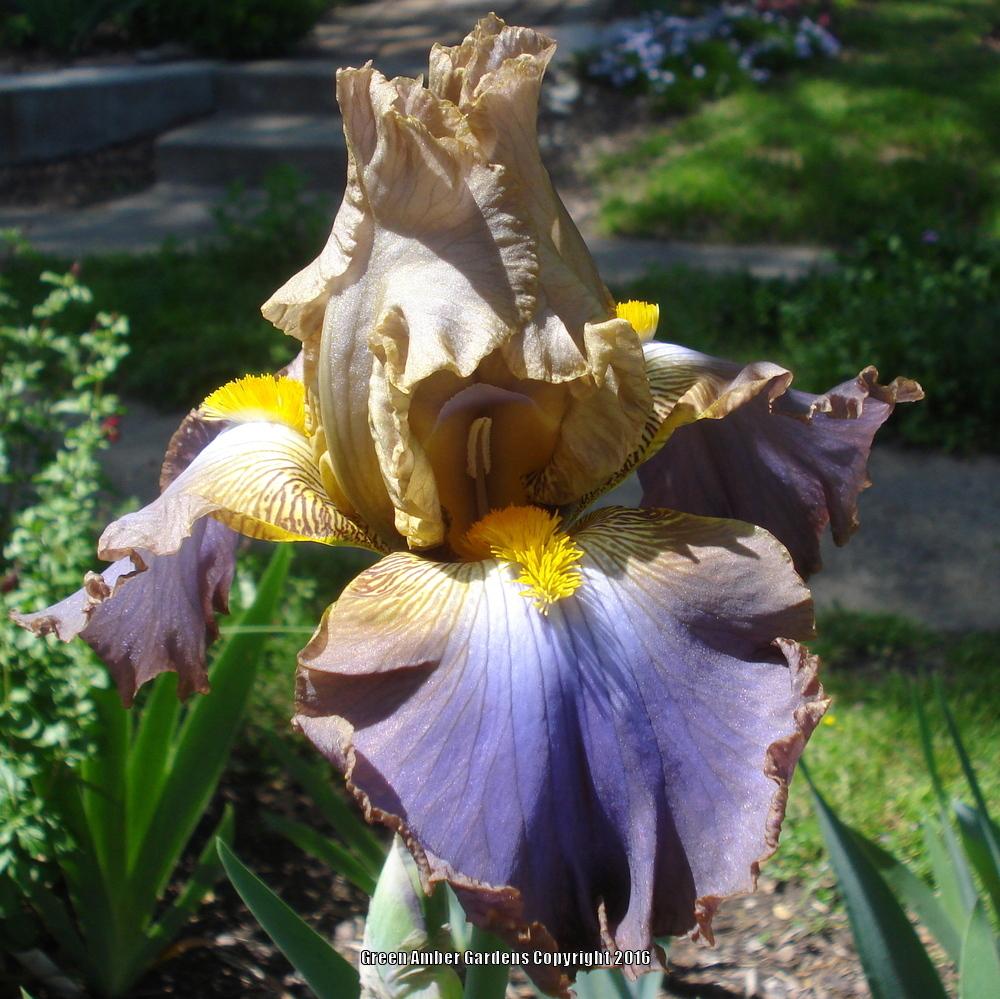 Photo of Tall Bearded Iris (Iris 'Obi-Wan Kenobi') uploaded by lovemyhouse