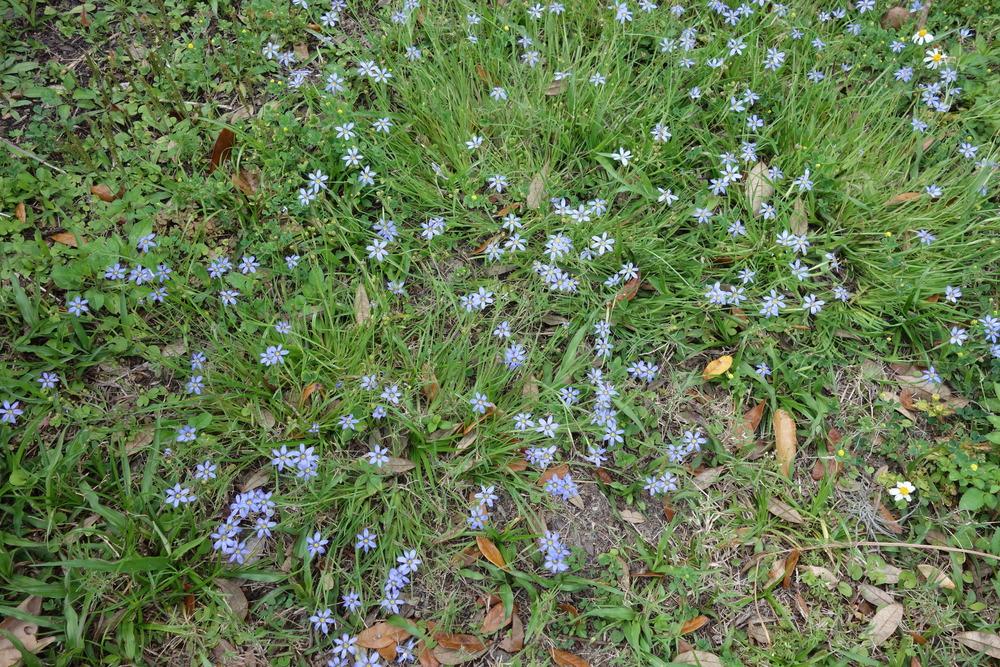 Photo of Narrowleaf Blue-Eyed Grass (Sisyrinchium angustifolium) uploaded by mellielong