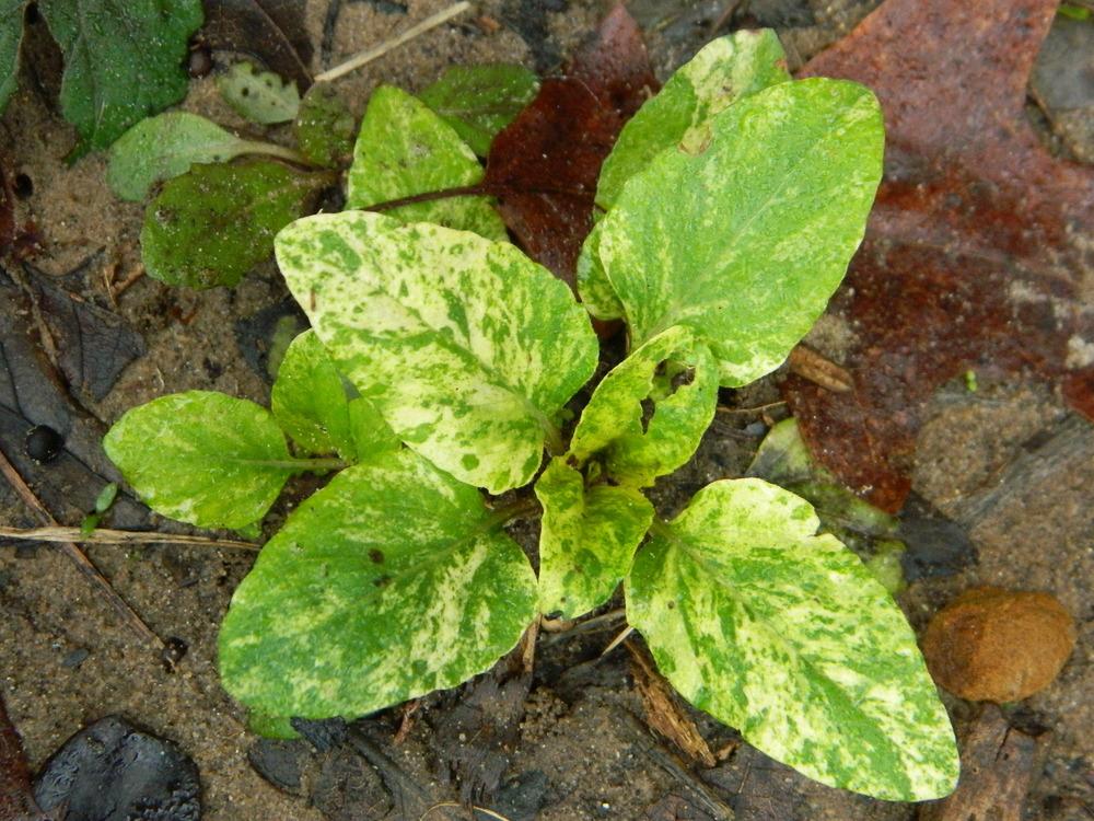 Photo of Self-heal (Prunella vulgaris) uploaded by wildflowers
