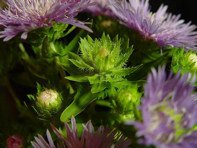 Photo of Stokes' Aster (Stokesia laevis) uploaded by ArtD