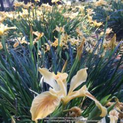 Location: Native Plants Demonstration Garden, Historic City Cemetery, Sacramento CA.
Date: 2016-03-31
Zone 9b. Pacific Coast Iris 'Yellow'