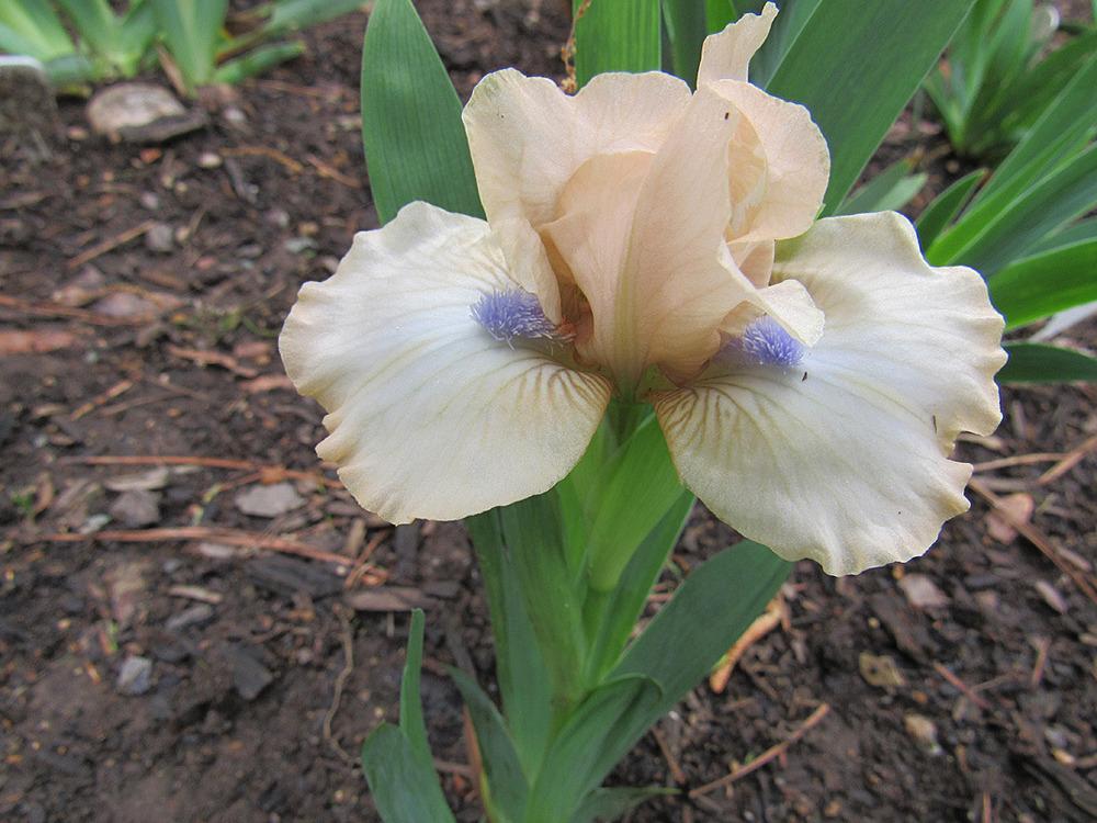 Photo of Standard Dwarf Bearded Iris (Iris 'Ahwahnee Princess') uploaded by Lestv