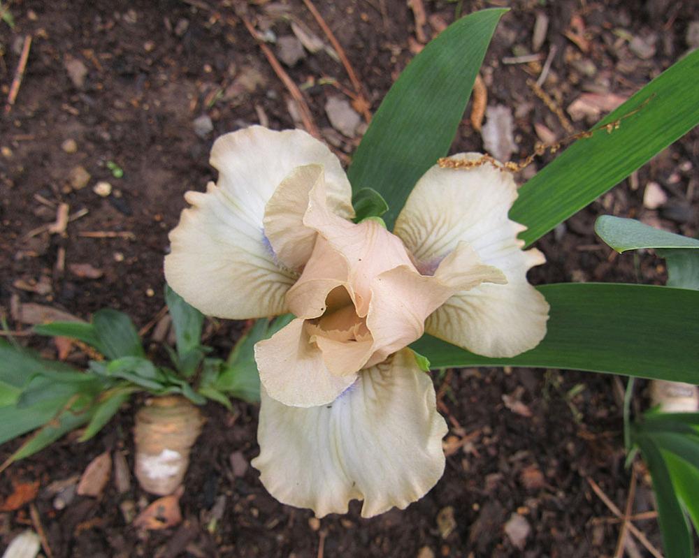 Photo of Standard Dwarf Bearded Iris (Iris 'Ahwahnee Princess') uploaded by Lestv
