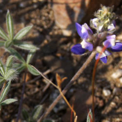Location: White Chief Canyon, Mineral King area, Sequoia National Park, CA
Date: June 22, 2014
Lobb's Tidy Lupine (Lupinus lepidus var. lobbii) along the upper 