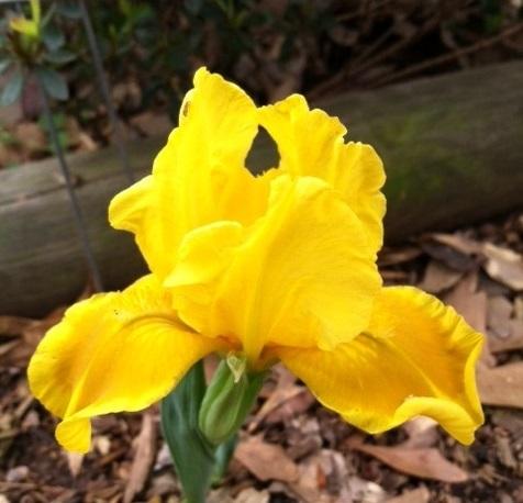 Photo of Standard Dwarf Bearded Iris (Iris 'Sun Beacon') uploaded by grannysgarden