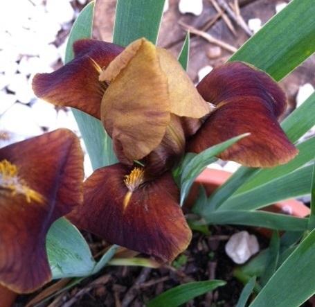 Photo of Standard Dwarf Bearded Iris (Iris 'Little Chestnut') uploaded by grannysgarden