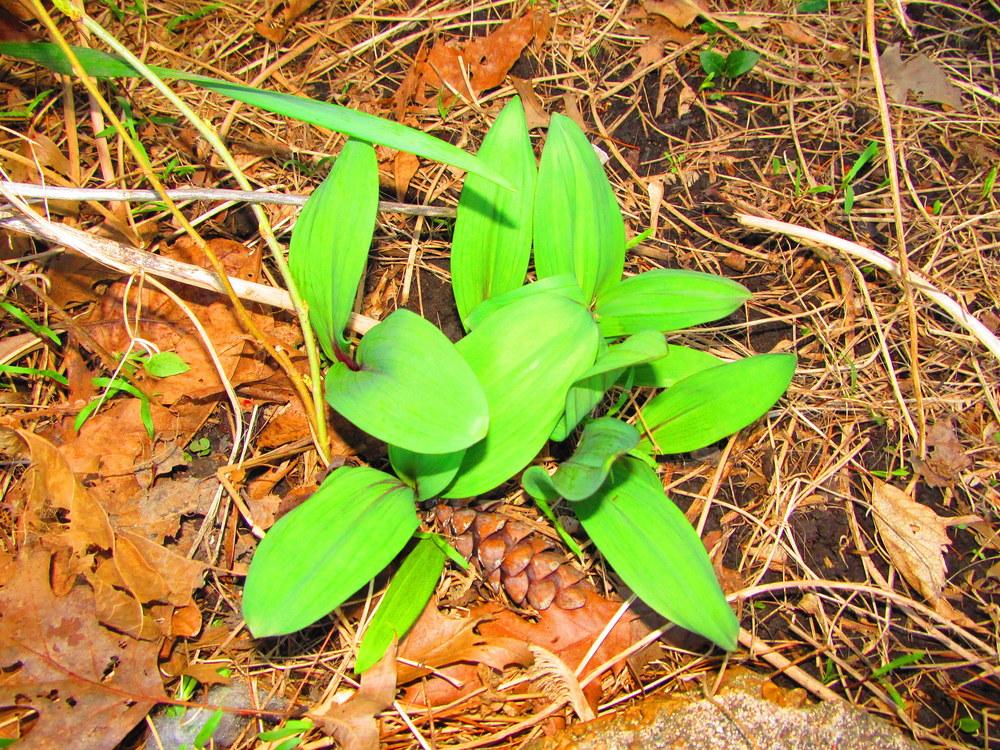 Photo of Ramp (Allium tricoccum) uploaded by jmorth