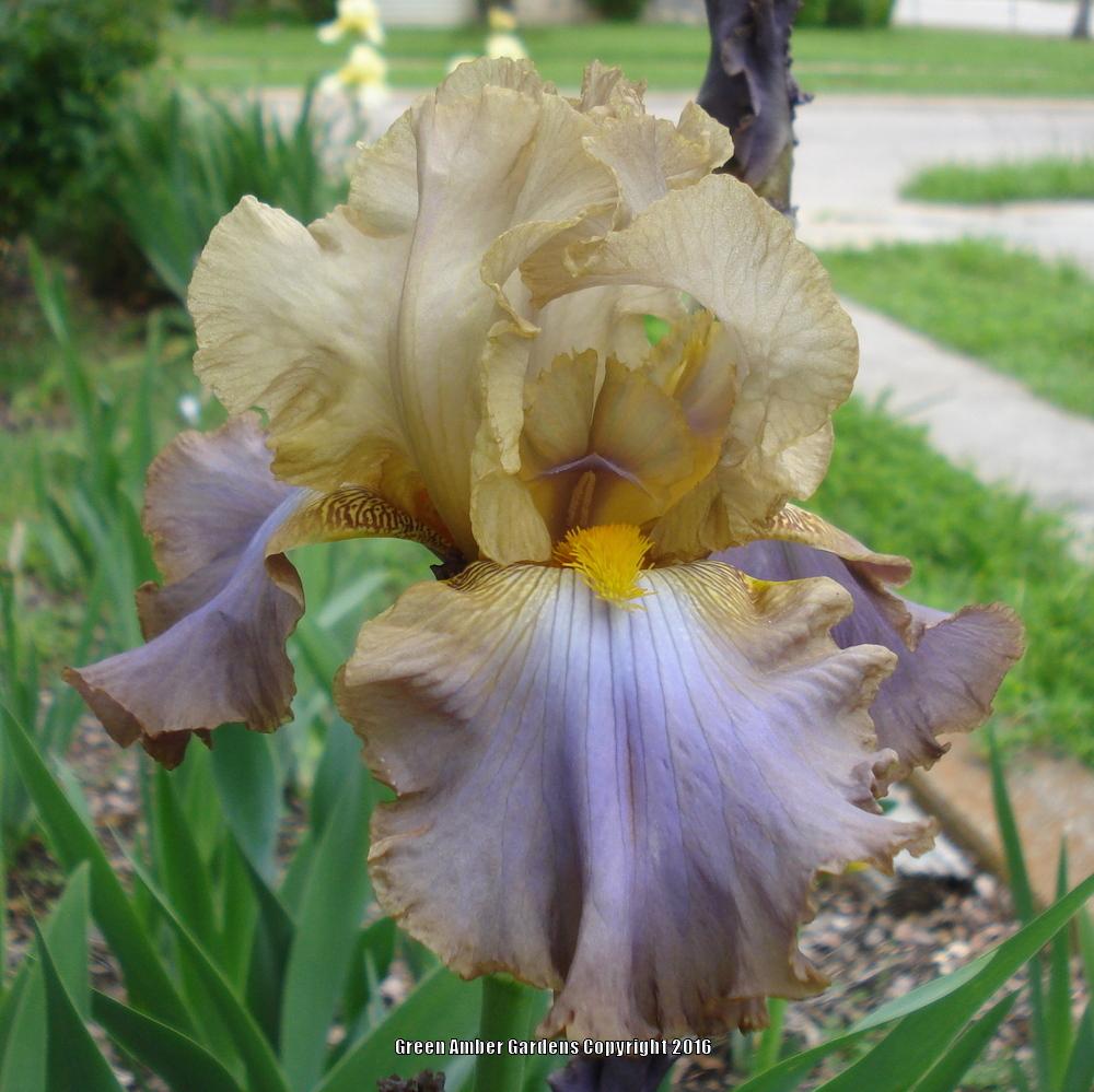 Photo of Tall Bearded Iris (Iris 'Obi-Wan Kenobi') uploaded by lovemyhouse