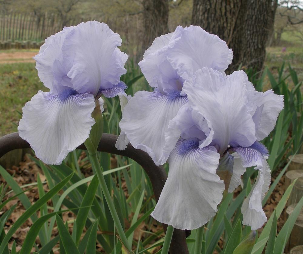 Photo of Tall Bearded Iris (Iris 'Scented Opals') uploaded by needrain